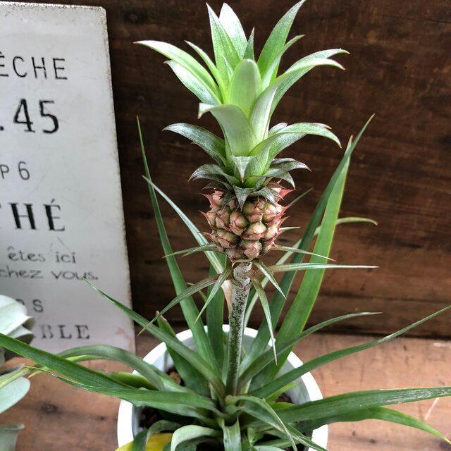 花パイン 収穫してください パイナップル M 006 パリジェンヌ 通販 Yahoo ショッピング