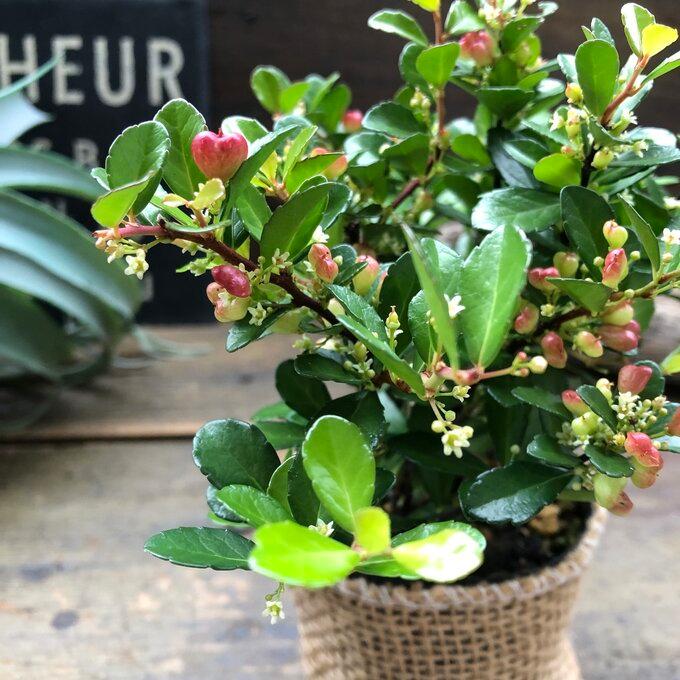 Yahoo ショッピング Paypayポイントがもらえる ネット通販