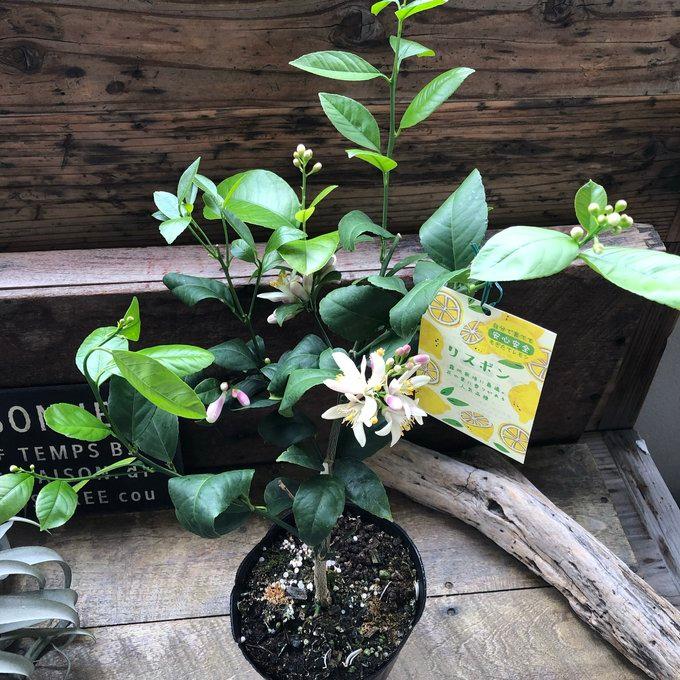 花付き レモンの木 リスボン 5号大苗 檸檬の木 : パリジェンヌ - 通販