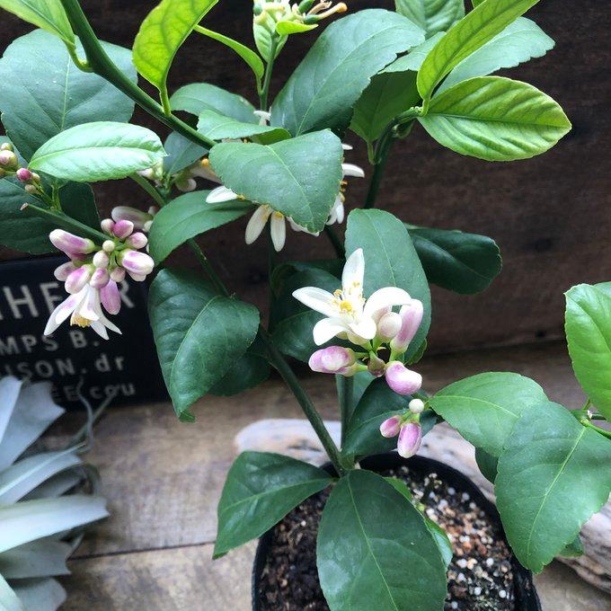 花付き レモンの木 レモン21☆5号大苗 檸檬の木 : パリジェンヌ - 通販