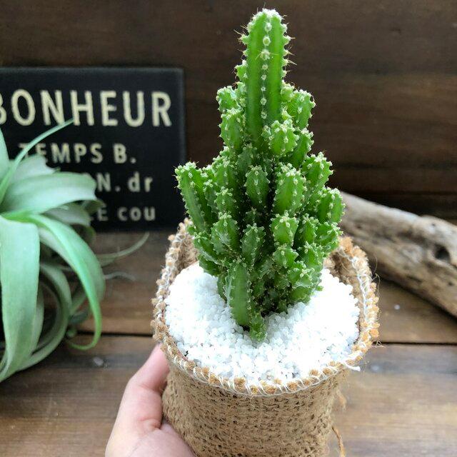 電磁波サボテン セレウス 電磁波吸収します サボテン S 001 パリジェンヌ 通販 Yahoo ショッピング