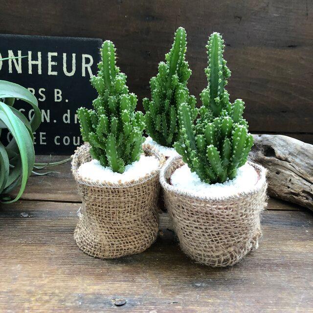 電磁波サボテン セレウス 電磁波吸収します サボテン S 001 パリジェンヌ 通販 Yahoo ショッピング