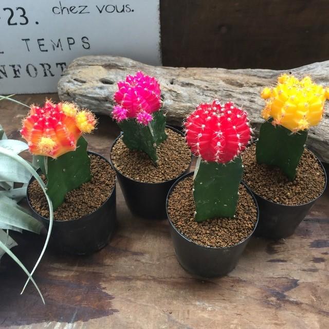 サボテン緋牡丹4色セット サボテン インテリア 可愛い : パリジェンヌ