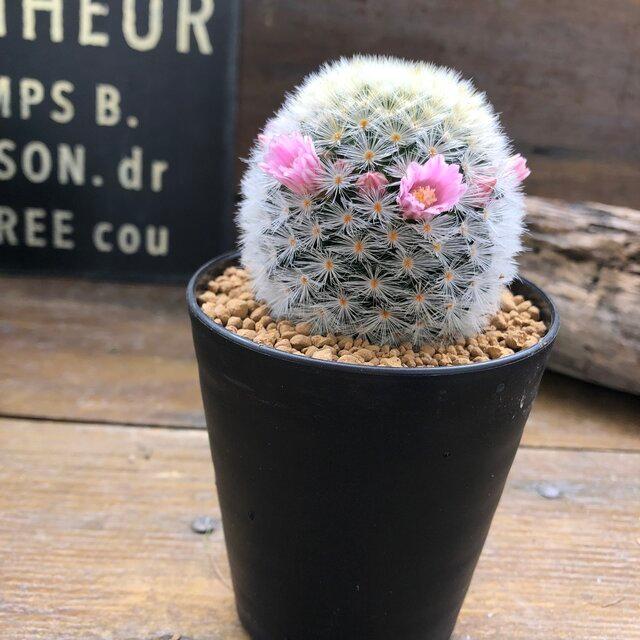 カルメナエ ピンク フワフワのサボテン S 016 サニーヤフーショッピング店 通販 Yahoo ショッピング