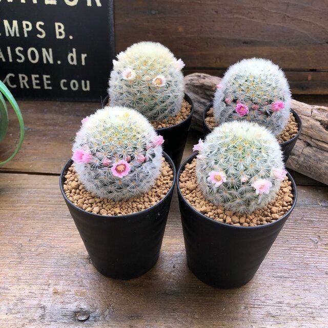 カルメナエ 可愛い ふわふわサボテン 花付き マミラリア S 016 パリジェンヌ 通販 Yahoo ショッピング