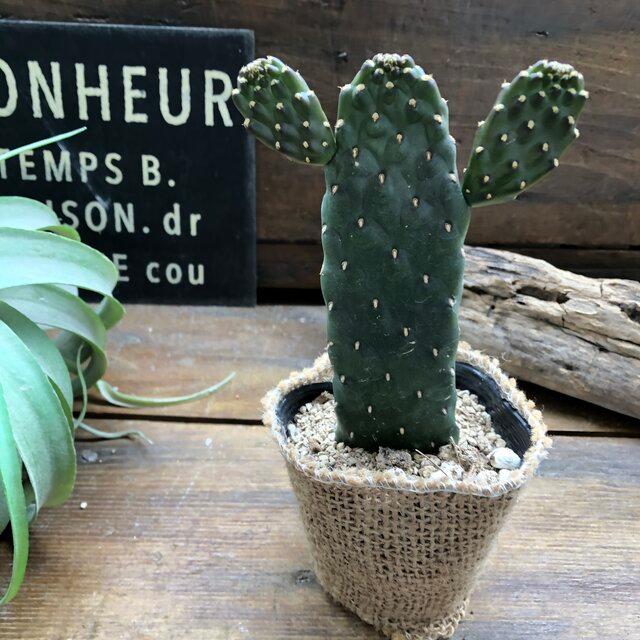 サボテン スミエサボテン 墨鳥帽子 Connect Co Ma