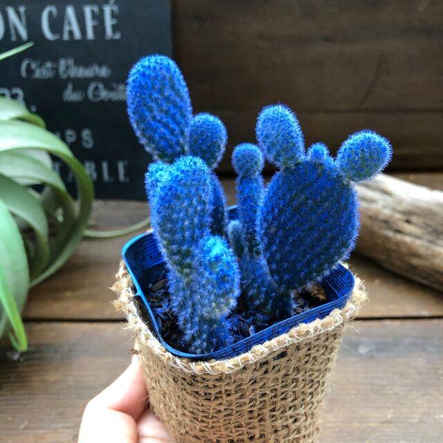 ブルーバニーカクタス サボテン 可愛い : パリジェンヌ - 通販 - Yahoo