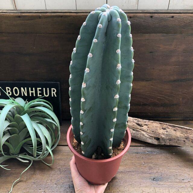柱サボテン 立派 大人気 待望 インテリア