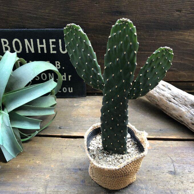 スミエサボテン 可愛い ぽっこりお山 ウチワサボテン : パリジェンヌ