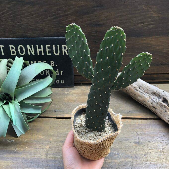 サボテン 超特大 金鯱 45センチ サボテン 輸入株 ベアルート株 王様 激レア