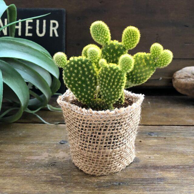 登場大人気アイテム イエロー バニーカクタス サボテン 可愛い
