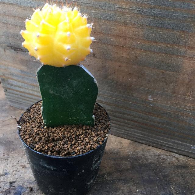 緋牡丹 黄色 多肉植物 観葉植物 インテリア サボテン : パリジェンヌ