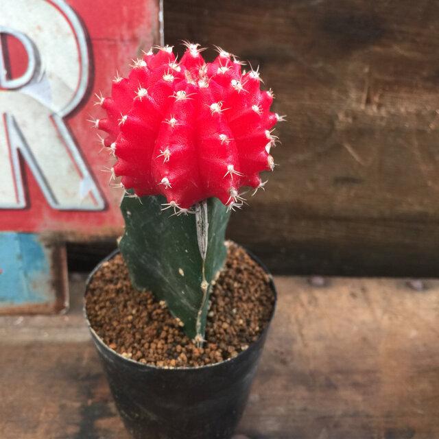 緋牡丹 赤色 サボテン 多肉植物 アクセント S 045 パリジェンヌ 通販 Yahoo ショッピング