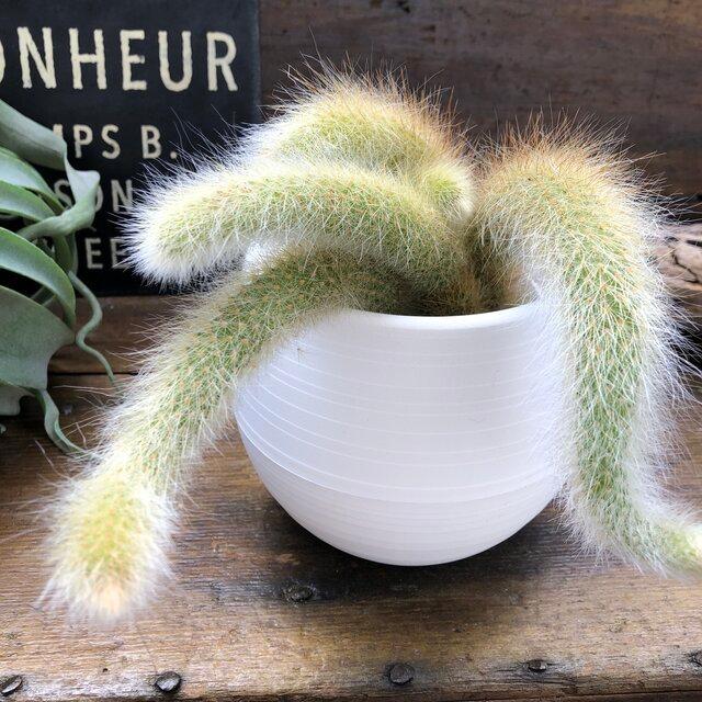 15周年記念イベントが ヒルデウィンティラ おしゃれなサボテン ヒモサボテン Wantannas Go Id