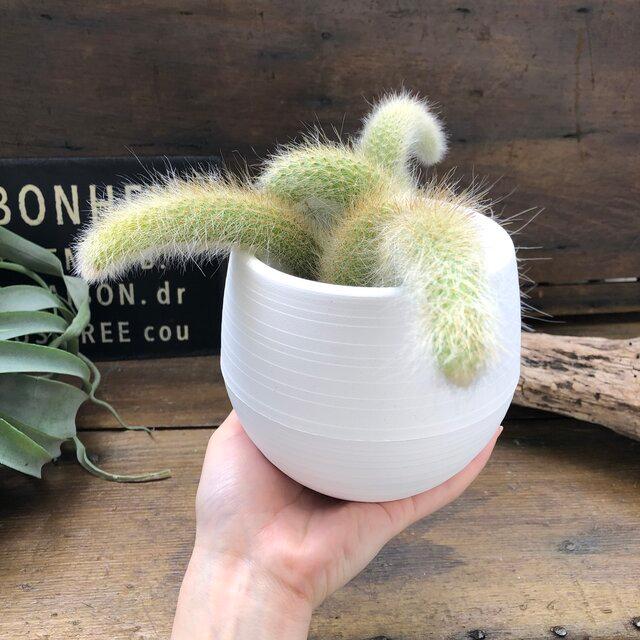 15周年記念イベントが ヒルデウィンティラ おしゃれなサボテン ヒモサボテン Wantannas Go Id