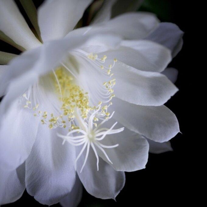 月下美人 ３号苗  クジャクサボテン 多肉植物 | 