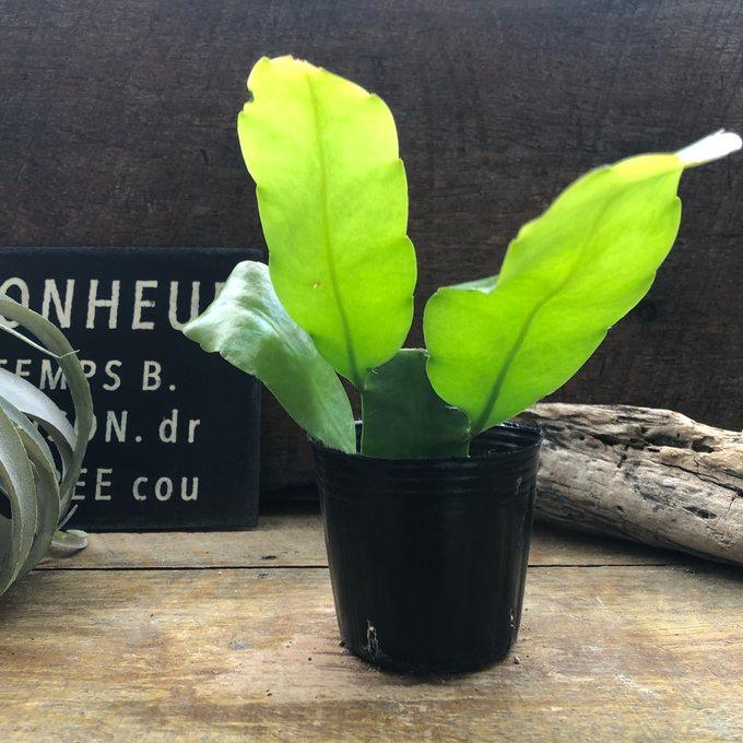 月下美人 ３号苗  クジャクサボテン 多肉植物 |  | 01