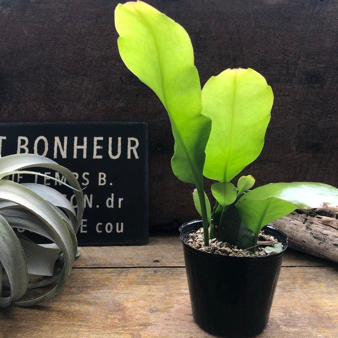 月下美人 ３号苗  クジャクサボテン 多肉植物 |  | 02