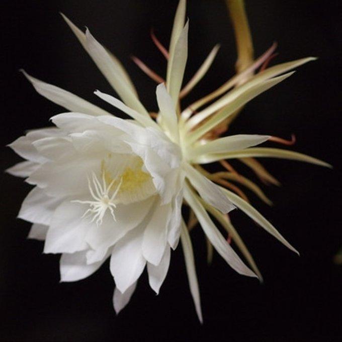 月下美人 ３号苗  クジャクサボテン 多肉植物 |  | 03