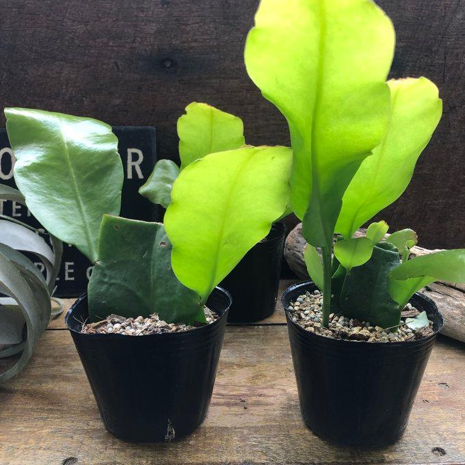 月下美人 ３号苗  クジャクサボテン 多肉植物 |  | 04