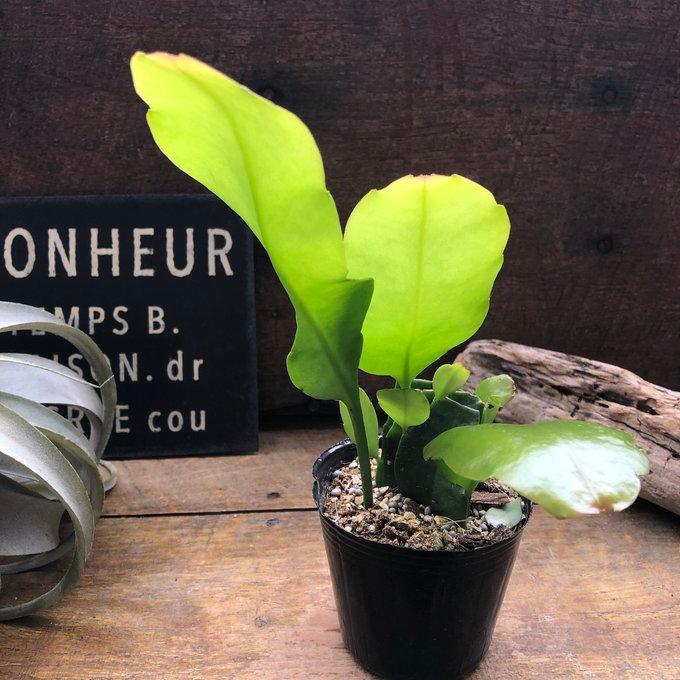 月下美人 ３号苗  クジャクサボテン 多肉植物 |  | 05