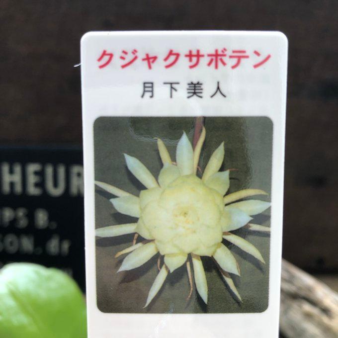 月下美人 ３号苗  クジャクサボテン 多肉植物 |  | 06