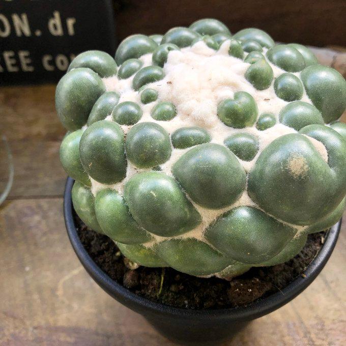 サボテン象牙丸 Coryphantha elephantidens コリファンタ 短刺象牙丸 サボテン