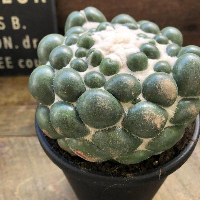 コリファンタ 象牙丸 おしゃれサボテン 立派 : パリジェンヌ - 通販