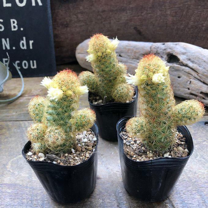 黄金司 子株いっぱい 群生サボテン 多肉植物 ガーデニング インテリア