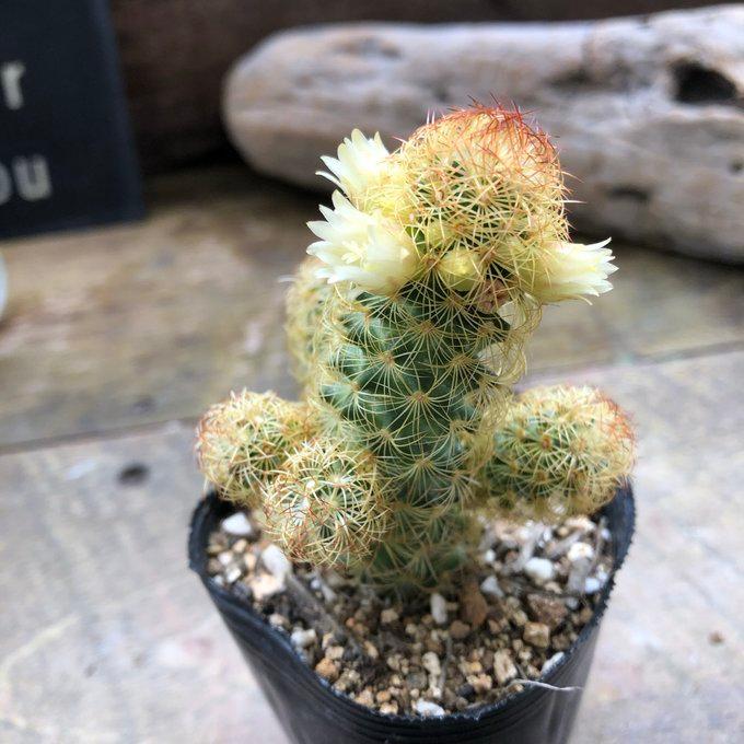 大きめのサボテン 多肉植物の群生 黄金司 子株いっぱい 群生サボテン 多肉植物 ガーデニング インテリア
