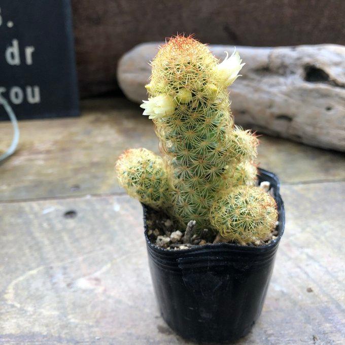 黄金司 子株いっぱい 群生サボテン 多肉植物 ガーデニング インテリア