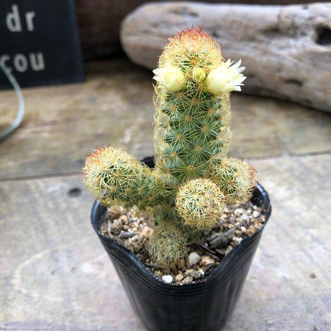 黄金司 子株いっぱい 群生サボテン 多肉植物 ガーデニング インテリア