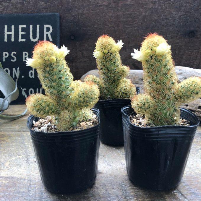 黄金司 子株いっぱい 群生サボテン 多肉植物 ガーデニング インテリア