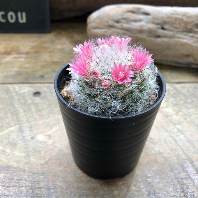 高砂 可愛い ふわふわサボテン 花付き : パリジェンヌ - 通販 - Yahoo