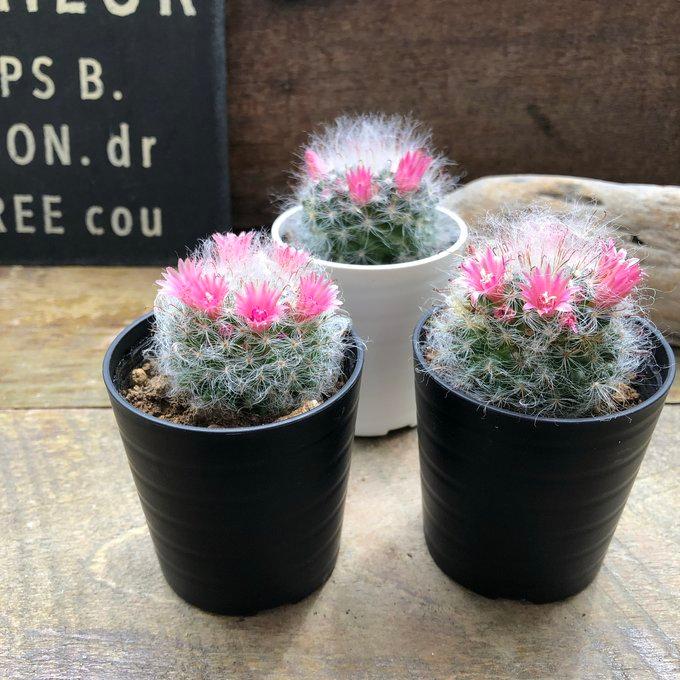 高砂 可愛い ふわふわサボテン 花付き : パリジェンヌ - 通販 - Yahoo
