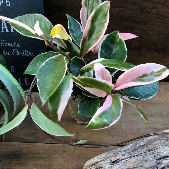 リップカラー ピンクのホヤ 多肉植物 インテリア 観葉植物 T 005 サニーヤフーショッピング店 通販 Yahoo ショッピング