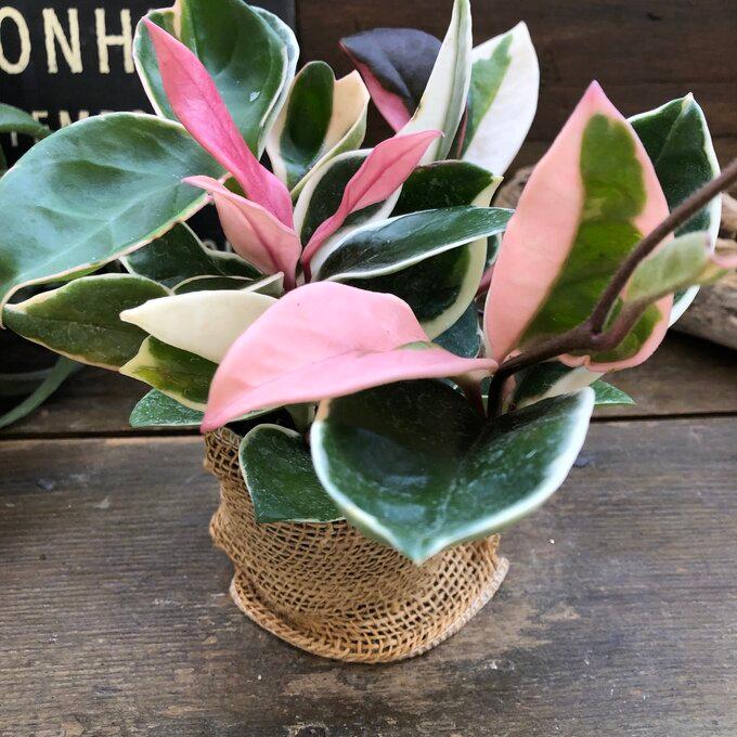 リップカラー ピンクのホヤ 希少 お洒落 観葉植物 インテリア : パリ
