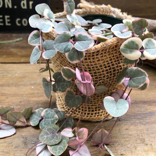 レディハート 斑入りハートカズラ ハート型 多肉植物 : パリジェンヌ