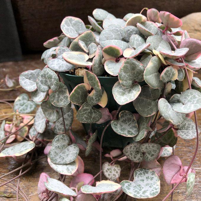 レディハート 斑入りハートカズラ ハート型 多肉植物 : パリジェンヌ