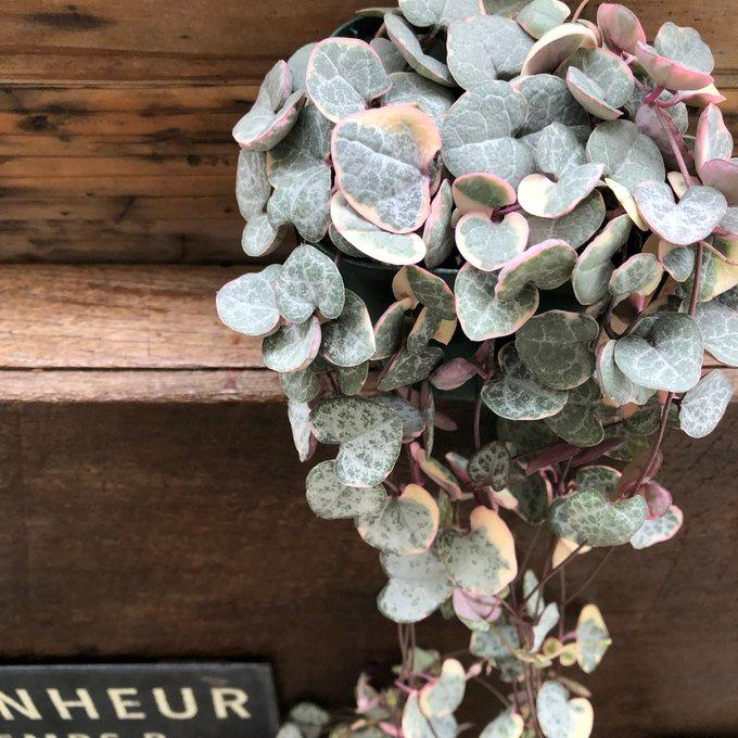 レディハート 斑入りハートカズラ ハート型 多肉植物 : パリジェンヌ