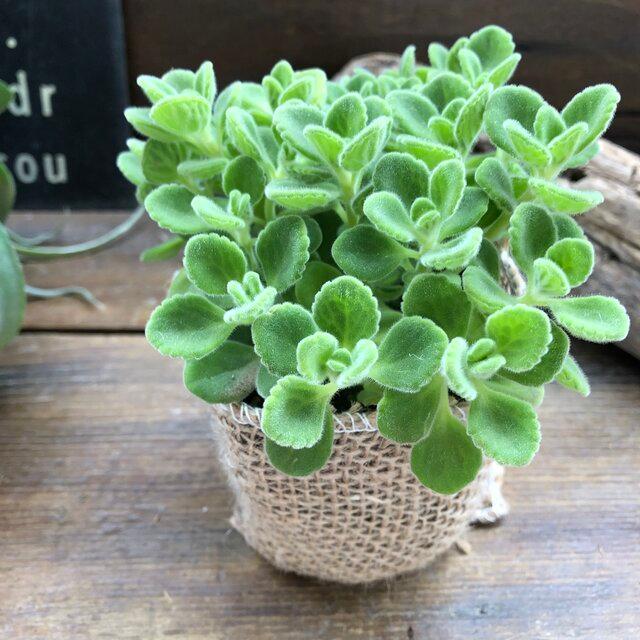 アロマティカス ハーブ ミントの甘い香り 多肉植物 T 008 パリジェンヌ 通販 Yahoo ショッピング