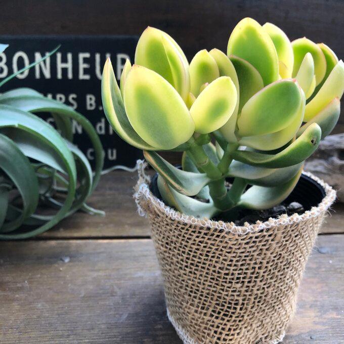 正規品送料無料正規品送料無料斑入り花月 斑入り 金運アップ 金のなる