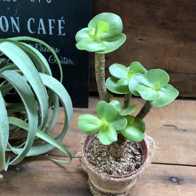 モロキニエンシス おしゃれな木立 多肉植物 インテリア : パリジェンヌ