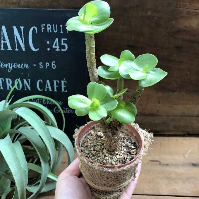 モロキニエンシス おしゃれな木立 多肉植物 インテリア : パリジェンヌ