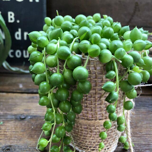 売り切れ必至 グリーンネックレス ミニサイズ 多肉植物 垂れさがり Aynaelda Com