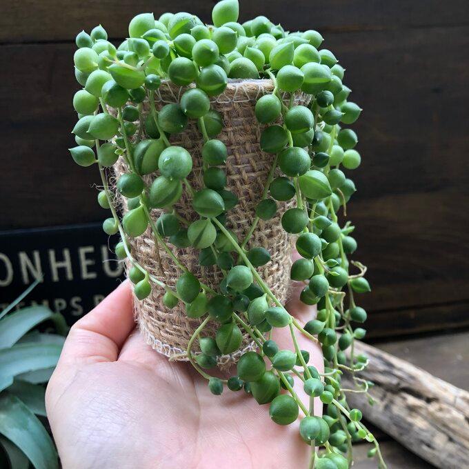 グリーンネックレス ミニサイズ 多肉植物 垂れさがり : パリジェンヌ