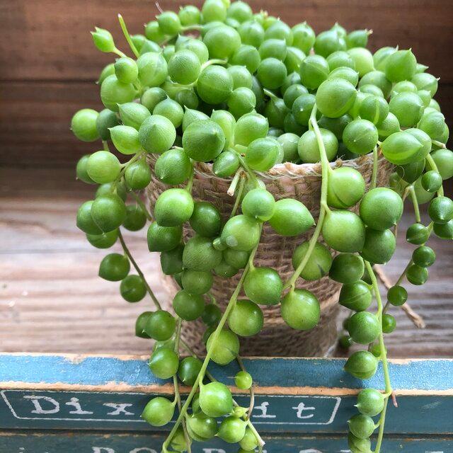 グリーンネックレス ミニサイズ 多肉植物 垂れさがり T 042 サニーヤフーショッピング店 通販 Yahoo ショッピング