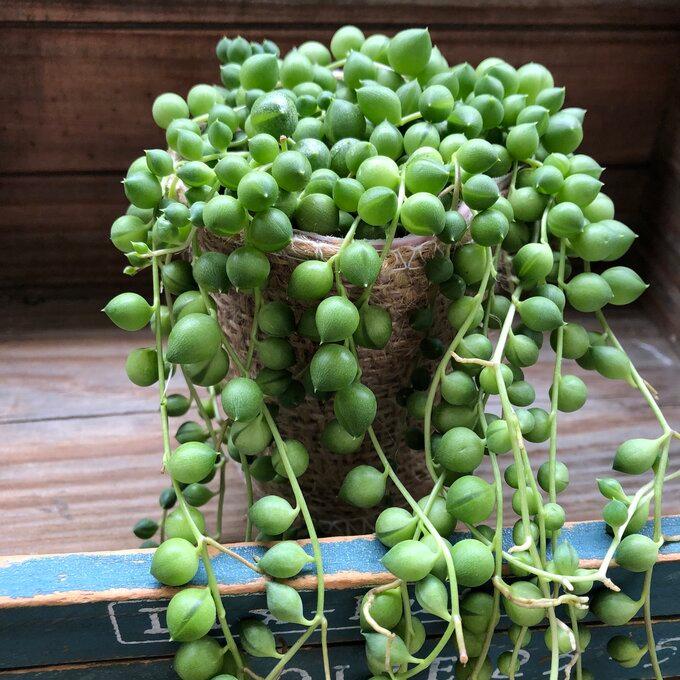 グリーンネックレス ミニサイズ 多肉植物 垂れさがり : パリジェンヌ
