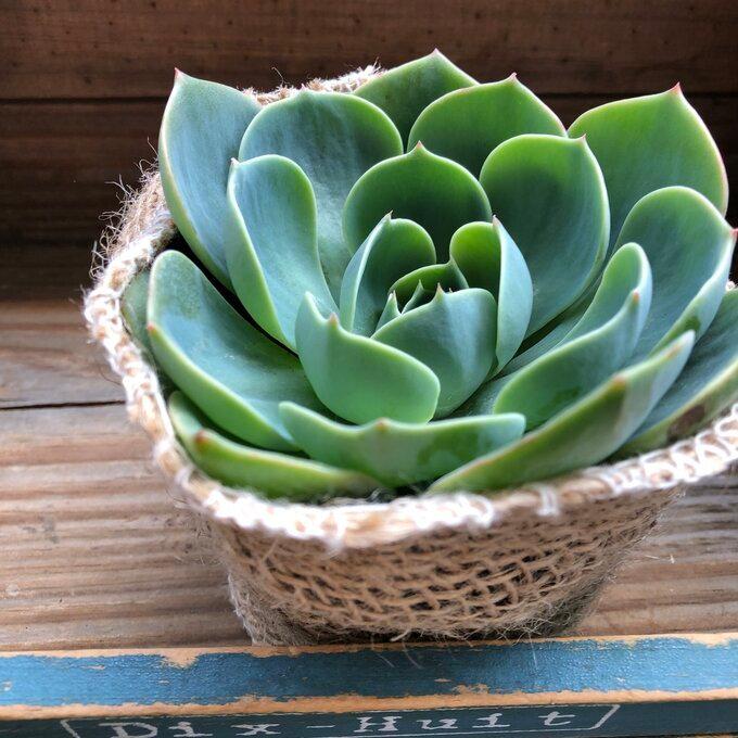 七福神 人気 エケベリア 多肉植物 T 059 パリジェンヌ 通販 Yahoo ショッピング