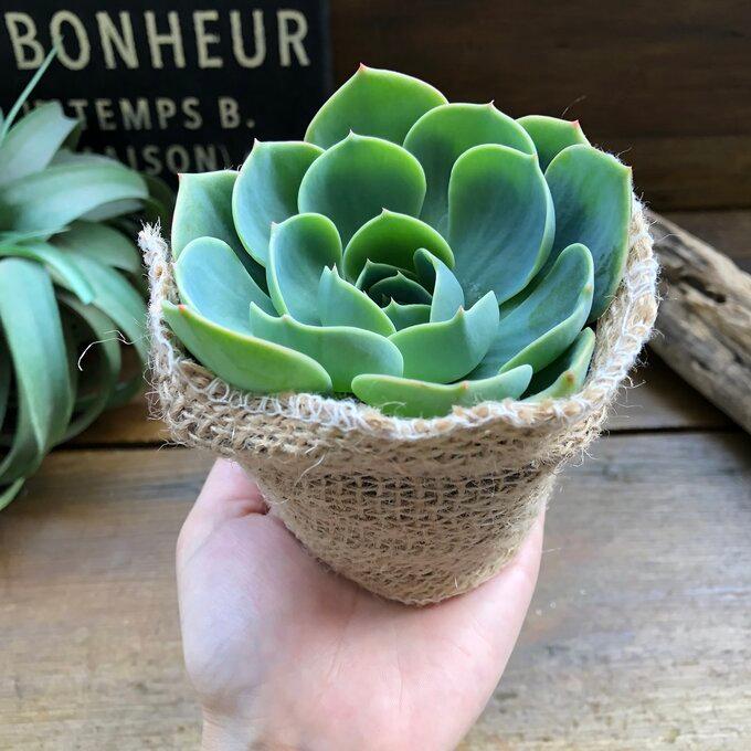 七福神 人気 エケベリア 多肉植物 T 059 パリジェンヌ 通販 Yahoo ショッピング